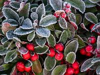 Rote Beeren und Blätter raureifbedeckt